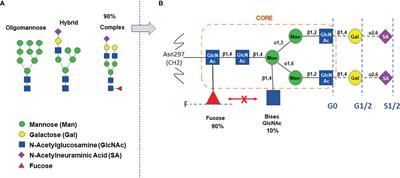 Role of Fc Core Fucosylation in the Effector Function of IgG1 Antibodies